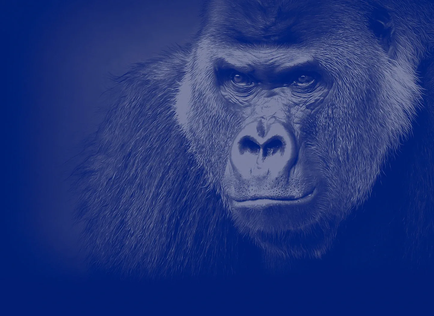 Gorilla